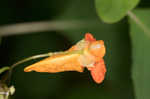 Jewelweed